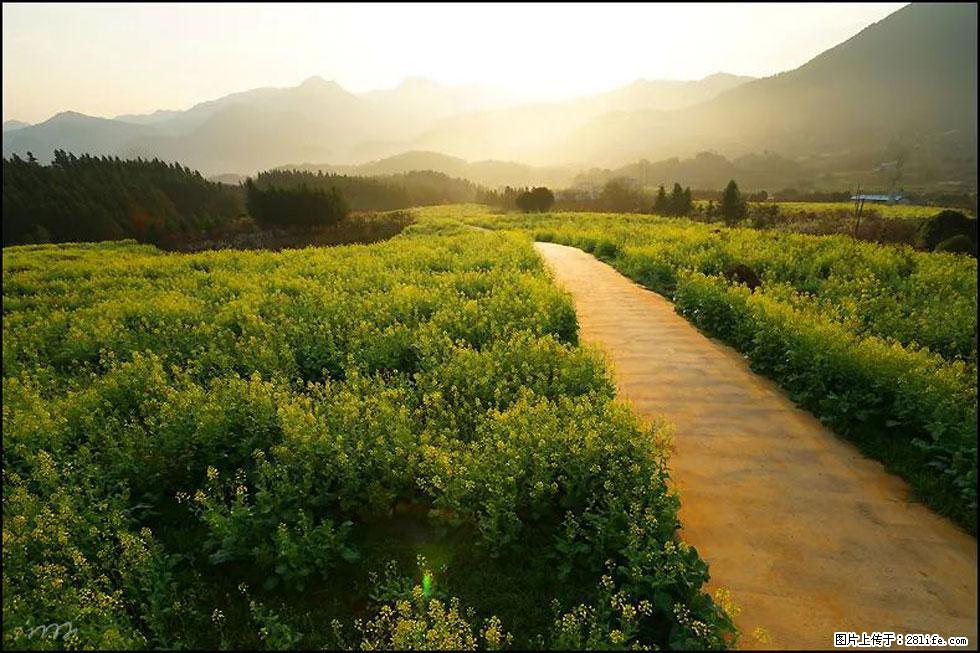 【春天,广西桂林灌阳县向您发出邀请!】长坪村油菜盛情花开 - 游山玩水 - 达州生活社区 - 达州28生活网 dazhou.28life.com