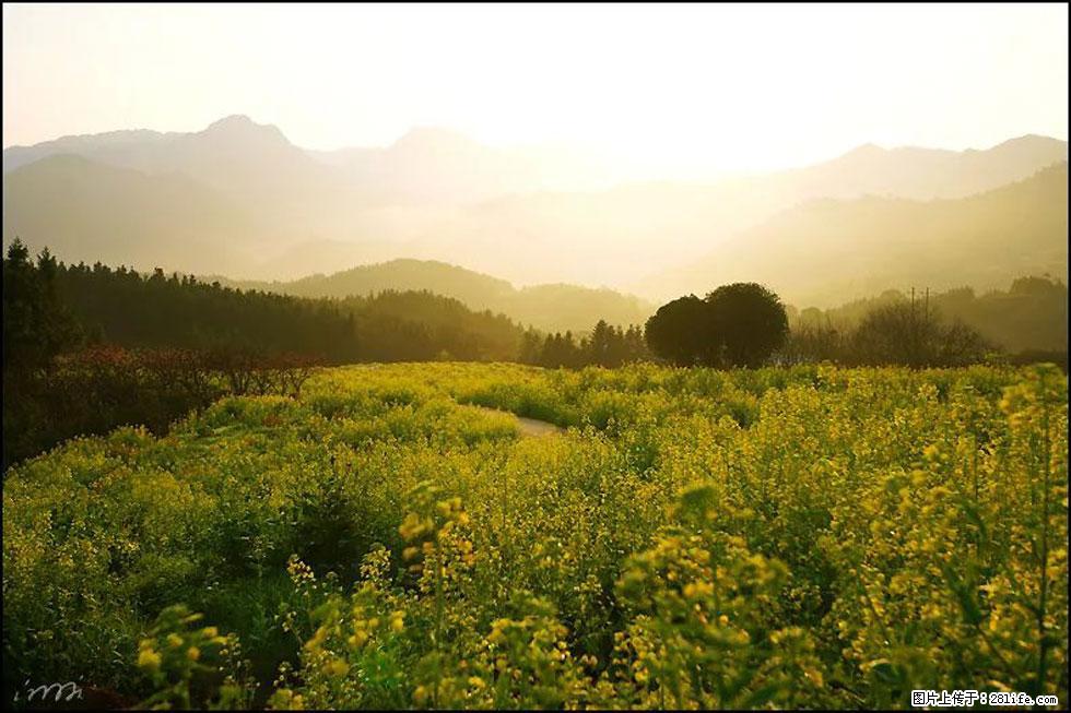 【春天,广西桂林灌阳县向您发出邀请!】长坪村油菜盛情花开 - 游山玩水 - 达州生活社区 - 达州28生活网 dazhou.28life.com