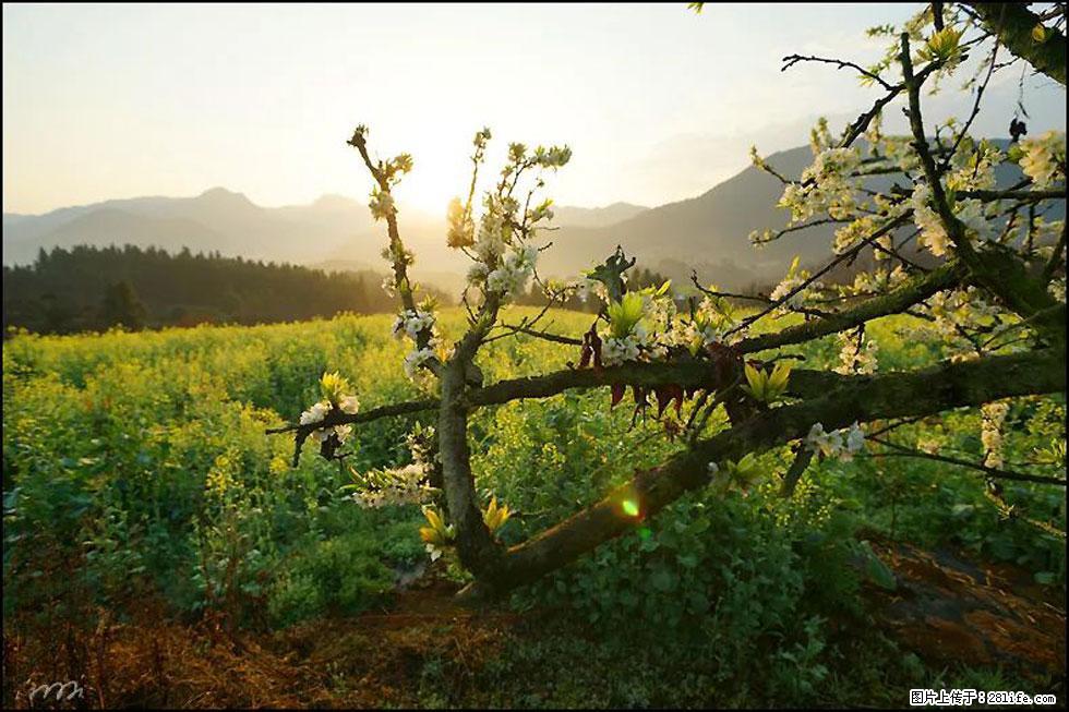 【春天,广西桂林灌阳县向您发出邀请!】长坪村油菜盛情花开 - 游山玩水 - 达州生活社区 - 达州28生活网 dazhou.28life.com