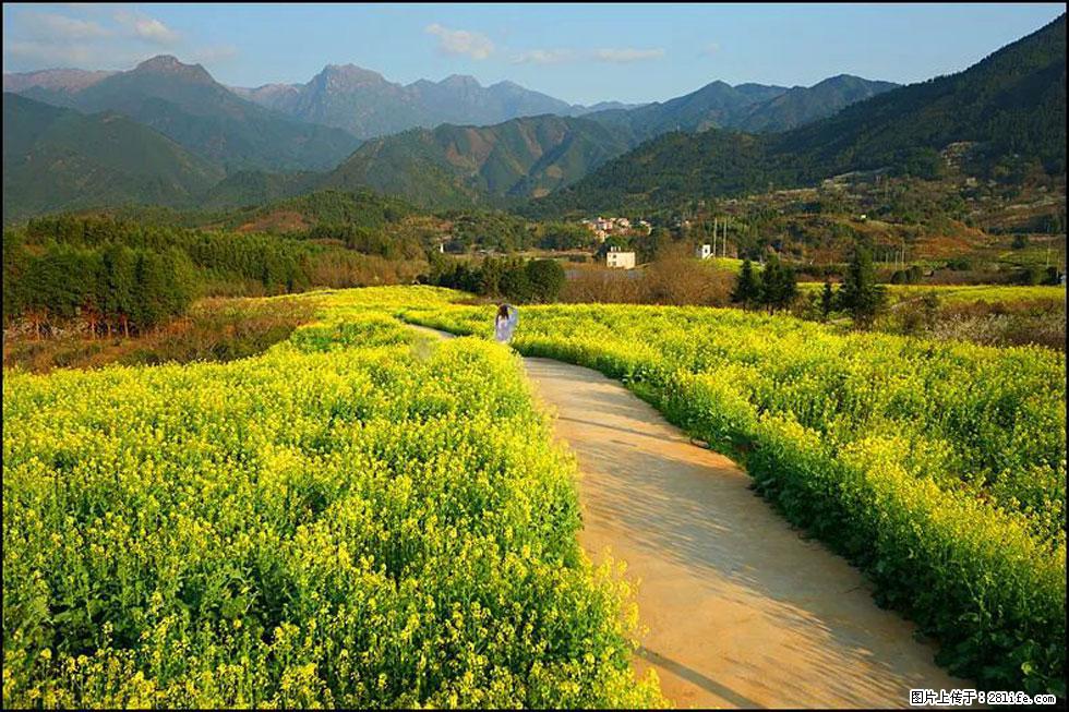 【春天,广西桂林灌阳县向您发出邀请!】长坪村油菜盛情花开 - 游山玩水 - 达州生活社区 - 达州28生活网 dazhou.28life.com