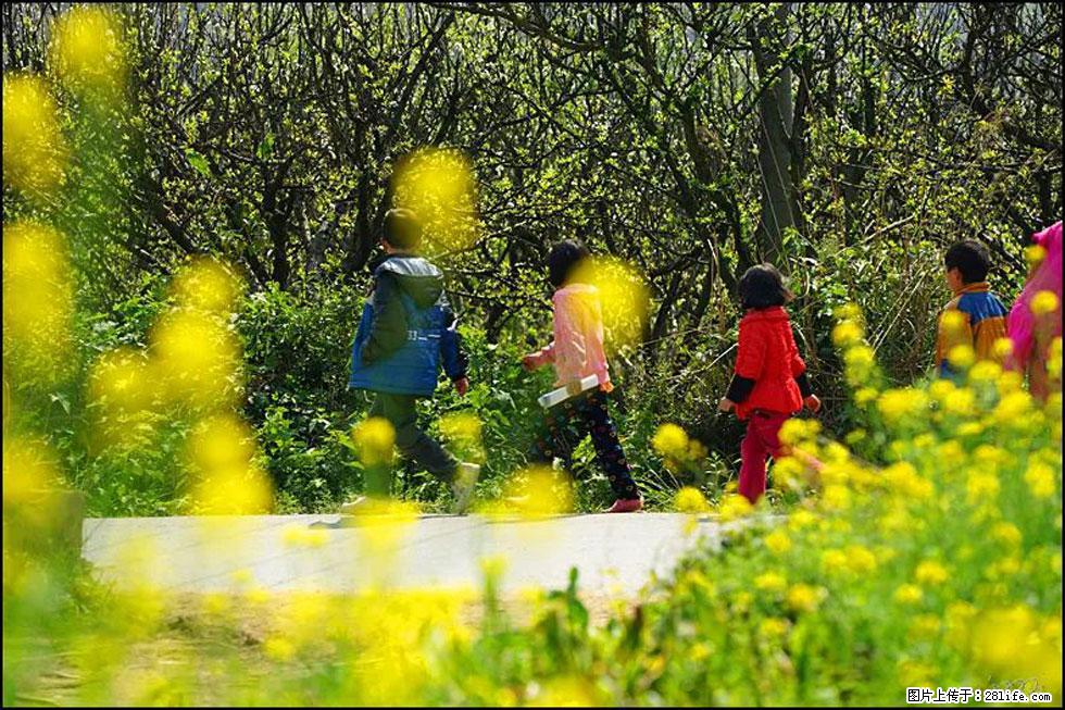 【春天,广西桂林灌阳县向您发出邀请!】长坪村油菜盛情花开 - 游山玩水 - 达州生活社区 - 达州28生活网 dazhou.28life.com