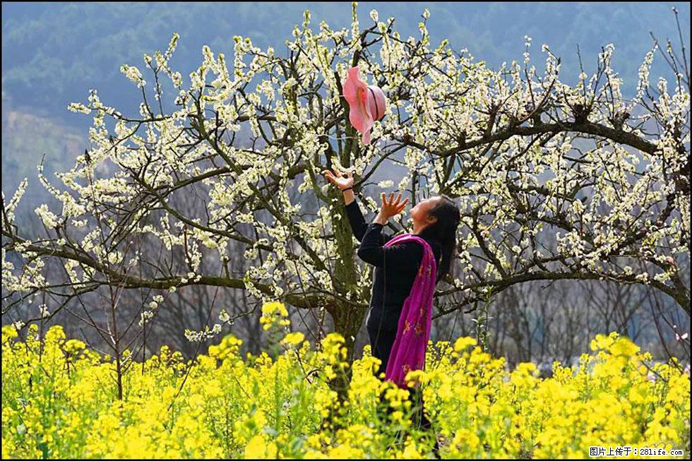 【春天,广西桂林灌阳县向您发出邀请!】长坪村油菜盛情花开 - 游山玩水 - 达州生活社区 - 达州28生活网 dazhou.28life.com