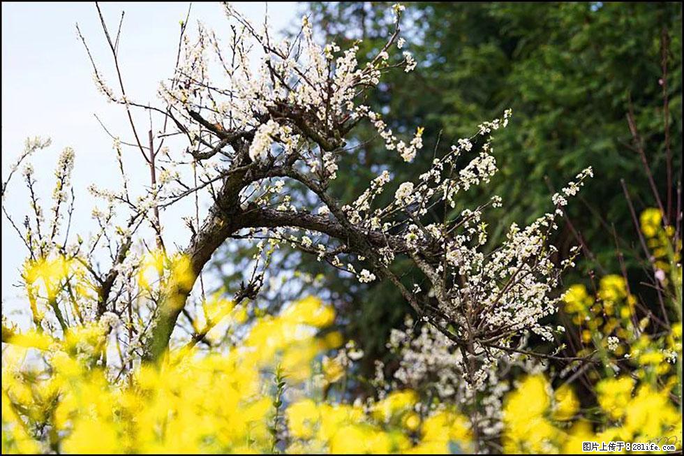【春天,广西桂林灌阳县向您发出邀请!】长坪村油菜盛情花开 - 游山玩水 - 达州生活社区 - 达州28生活网 dazhou.28life.com