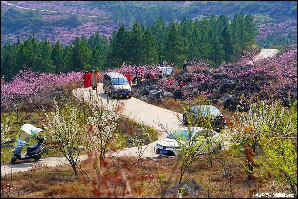 【春天,广西桂林灌阳县向您发出邀请!】望月岭上桃花开 - 游山玩水 - 达州生活社区 - 达州28生活网 dazhou.28life.com