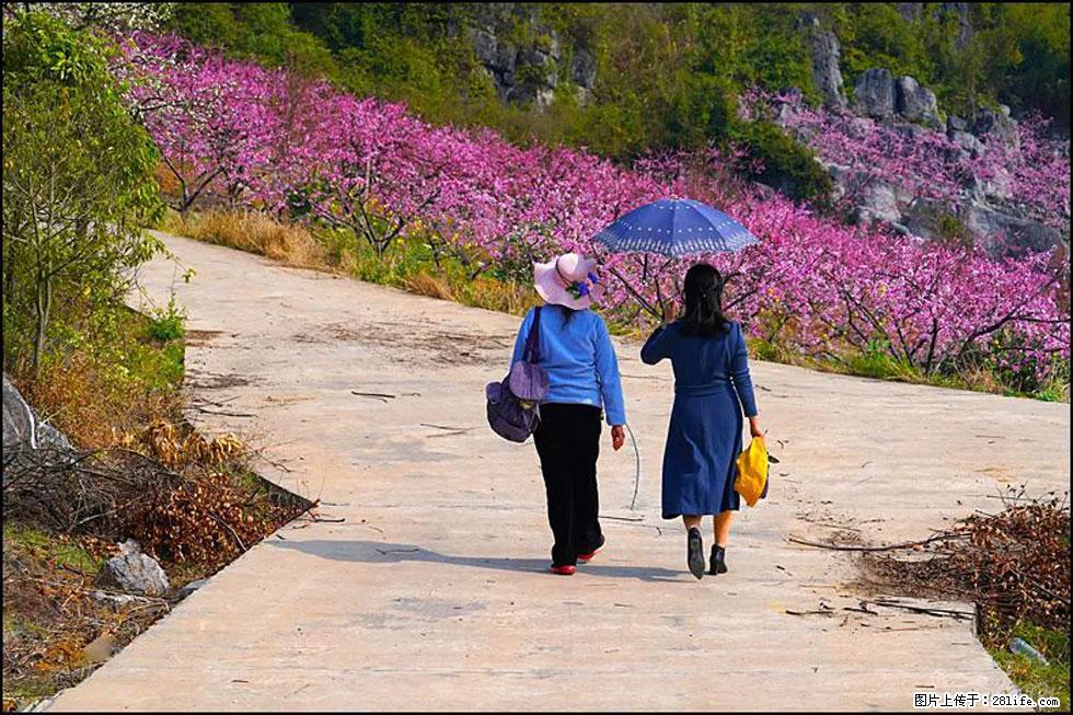 【春天,广西桂林灌阳县向您发出邀请!】望月岭上桃花开 - 游山玩水 - 达州生活社区 - 达州28生活网 dazhou.28life.com