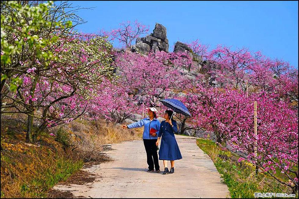 【春天,广西桂林灌阳县向您发出邀请!】望月岭上桃花开 - 游山玩水 - 达州生活社区 - 达州28生活网 dazhou.28life.com