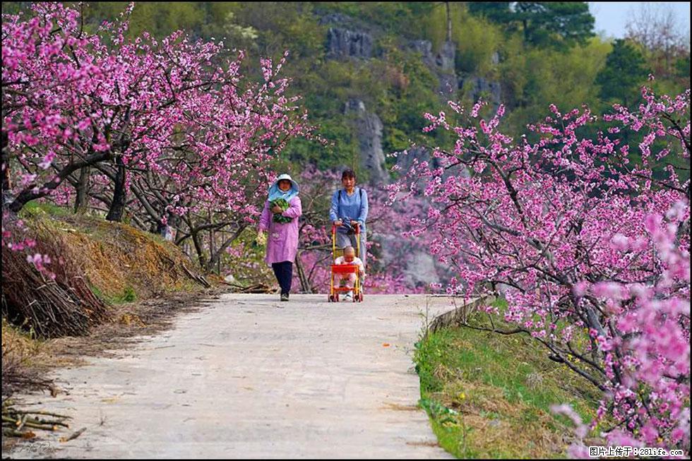 【春天,广西桂林灌阳县向您发出邀请!】望月岭上桃花开 - 游山玩水 - 达州生活社区 - 达州28生活网 dazhou.28life.com