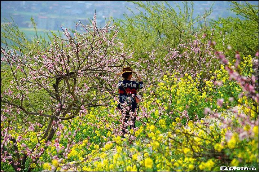 【春天,广西桂林灌阳县向您发出邀请!】望月岭上桃花开 - 游山玩水 - 达州生活社区 - 达州28生活网 dazhou.28life.com