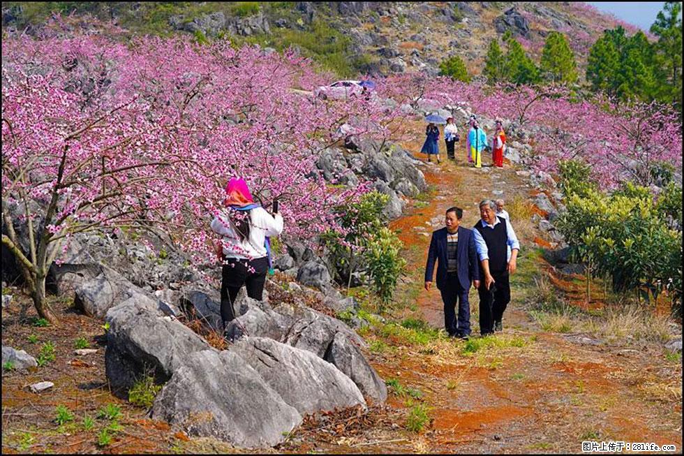 【春天,广西桂林灌阳县向您发出邀请!】望月岭上桃花开 - 游山玩水 - 达州生活社区 - 达州28生活网 dazhou.28life.com