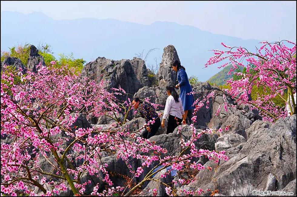 【春天,广西桂林灌阳县向您发出邀请!】望月岭上桃花开 - 游山玩水 - 达州生活社区 - 达州28生活网 dazhou.28life.com