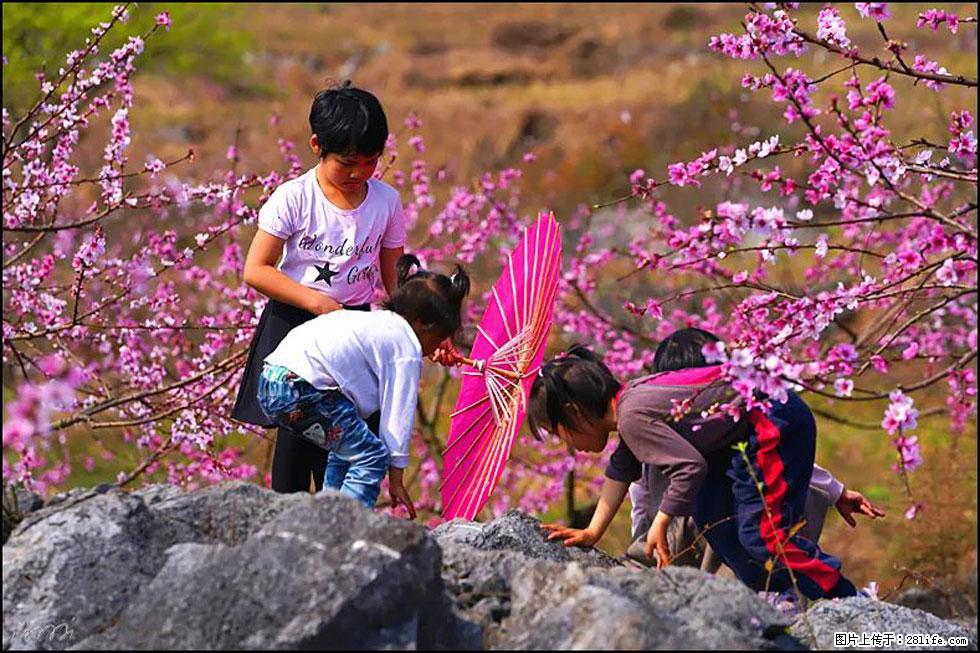 【春天,广西桂林灌阳县向您发出邀请!】望月岭上桃花开 - 游山玩水 - 达州生活社区 - 达州28生活网 dazhou.28life.com
