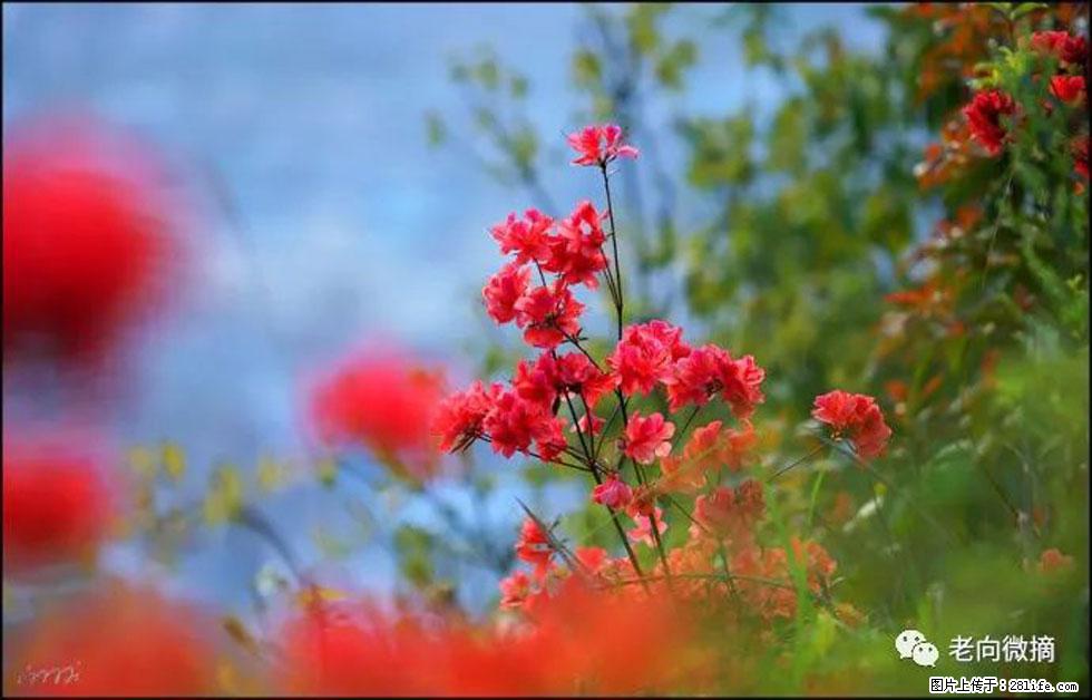 【春天，广西桂林灌阳县向您发出邀请！】登麒麟山，相约映山红 - 游山玩水 - 达州生活社区 - 达州28生活网 dazhou.28life.com