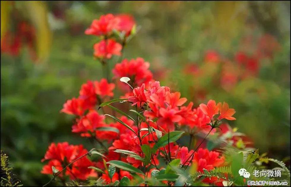 【春天，广西桂林灌阳县向您发出邀请！】登麒麟山，相约映山红 - 游山玩水 - 达州生活社区 - 达州28生活网 dazhou.28life.com