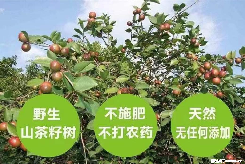 【灌阳县油茶产业示范区】一个有着充实的精神生活的人,对待身外之物自会有一种淡泊的态度 - 美食天地 - 达州生活社区 - 达州28生活网 dazhou.28life.com