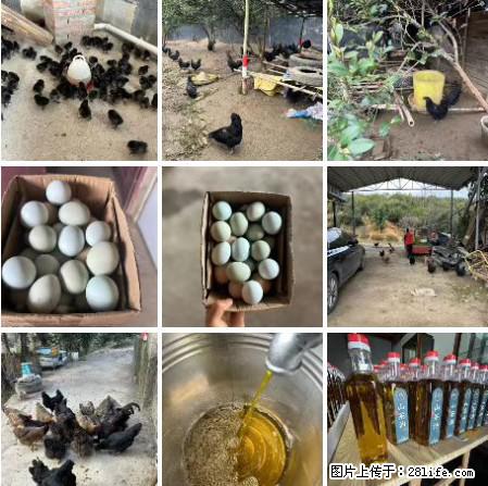 油茶园从小鸡仔开始养起的纯土鸡、土鸡蛋可以预定啦！还有前几天刚榨的纯山茶油哦 - 土特产 - 饮食特产 - 达州分类信息 - 达州28生活网 dazhou.28life.com
