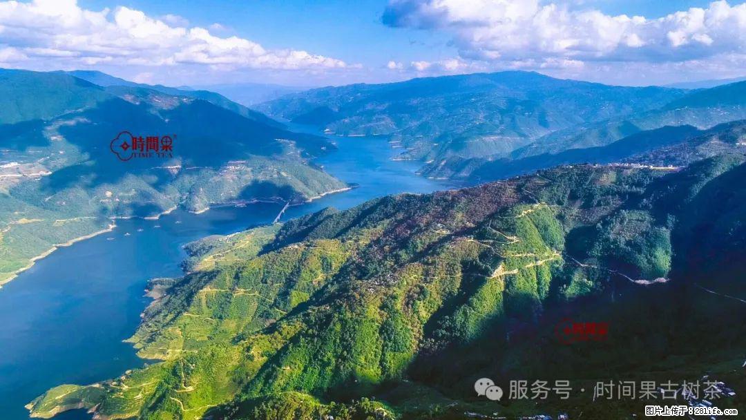 时间果百年古树龙珠普洱生茶 - 购物交流 - 达州生活社区 - 达州28生活网 dazhou.28life.com