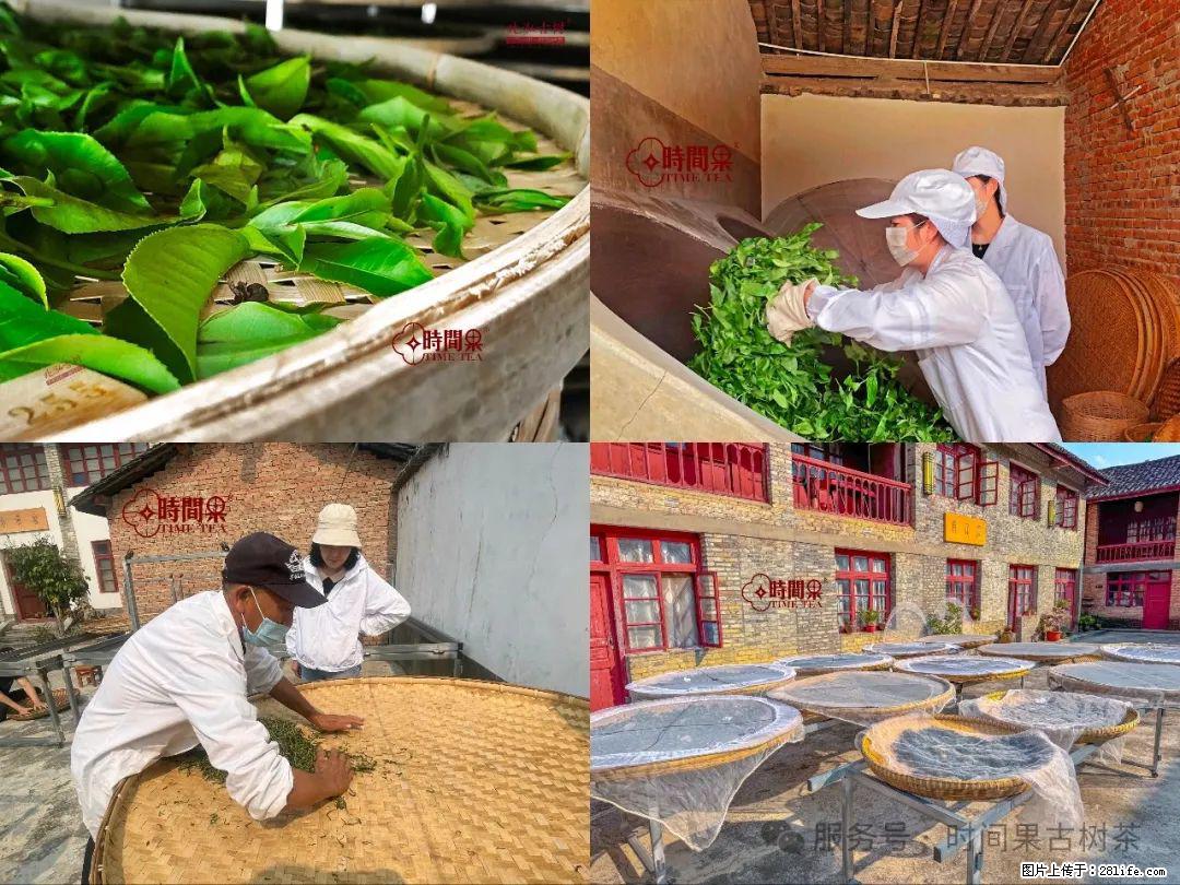时间果百年古树龙珠普洱生茶 - 购物交流 - 达州生活社区 - 达州28生活网 dazhou.28life.com