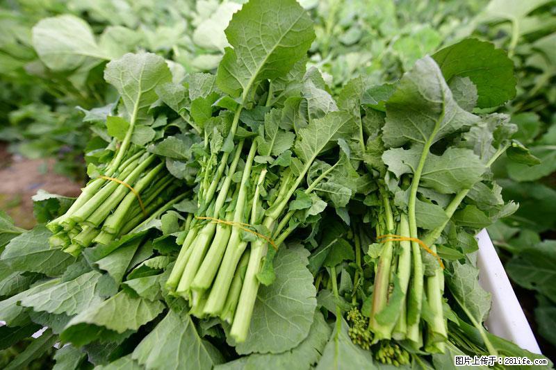 这些蔬菜是“天然钙片”，这6种被医生重点推荐 - 达州生活资讯 - 达州28生活网 dazhou.28life.com